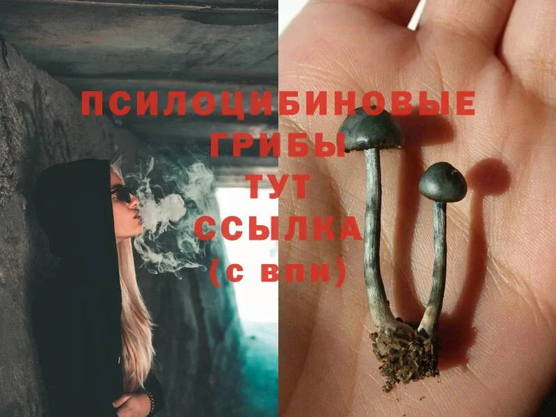 наркота  Качканар  Галлюциногенные грибы Psilocybe 